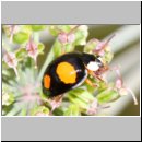Harmonia axyridis - Asiatischer Marienkaefer 70b.jpg